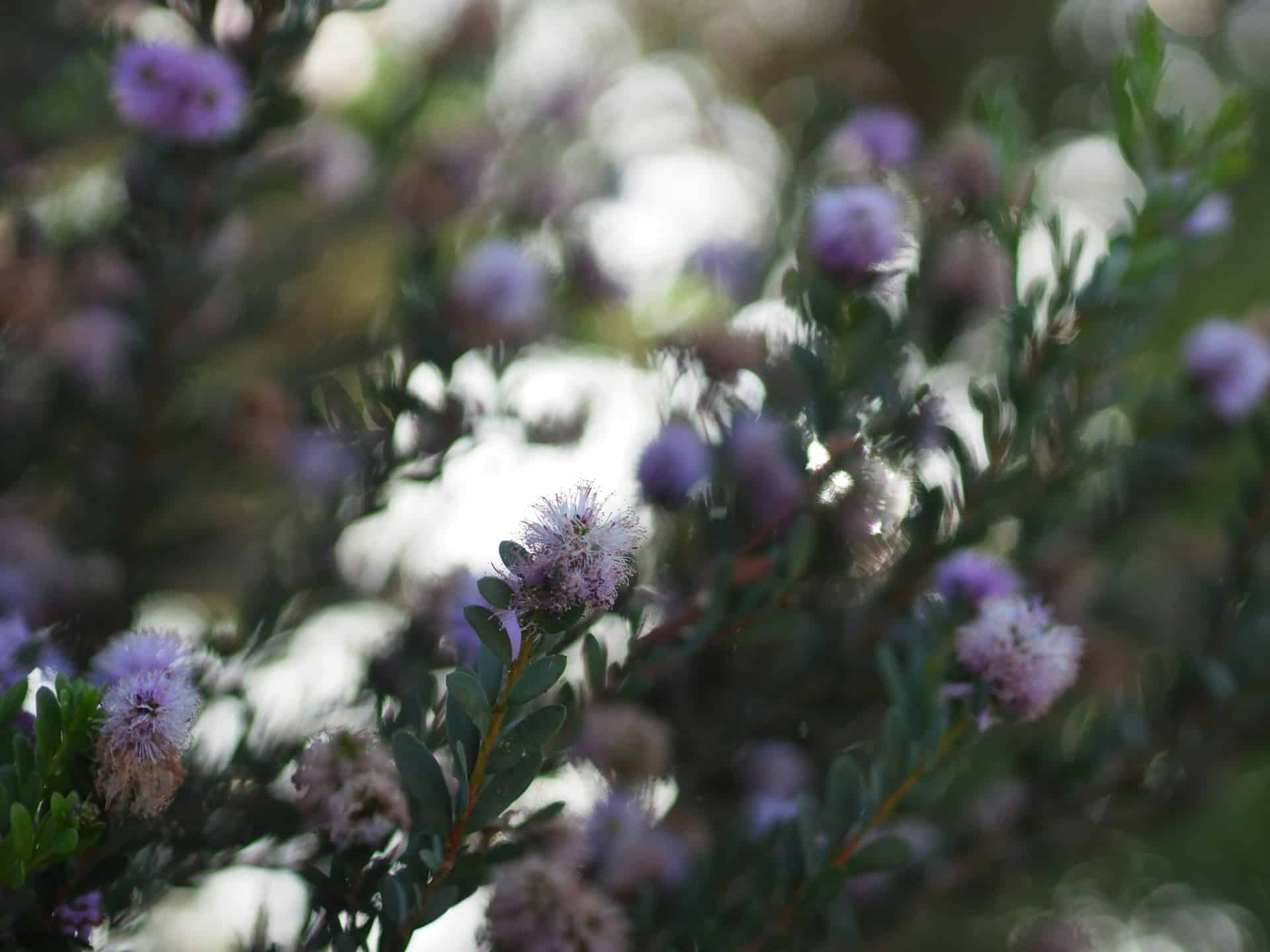 jardin mediterranée